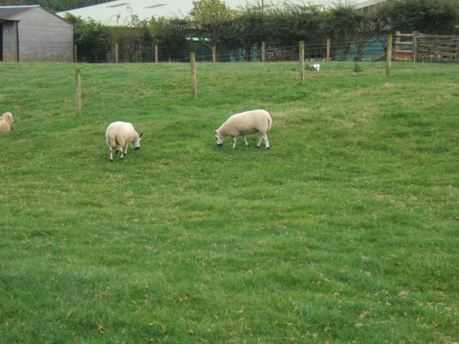Cotswold Farm Park