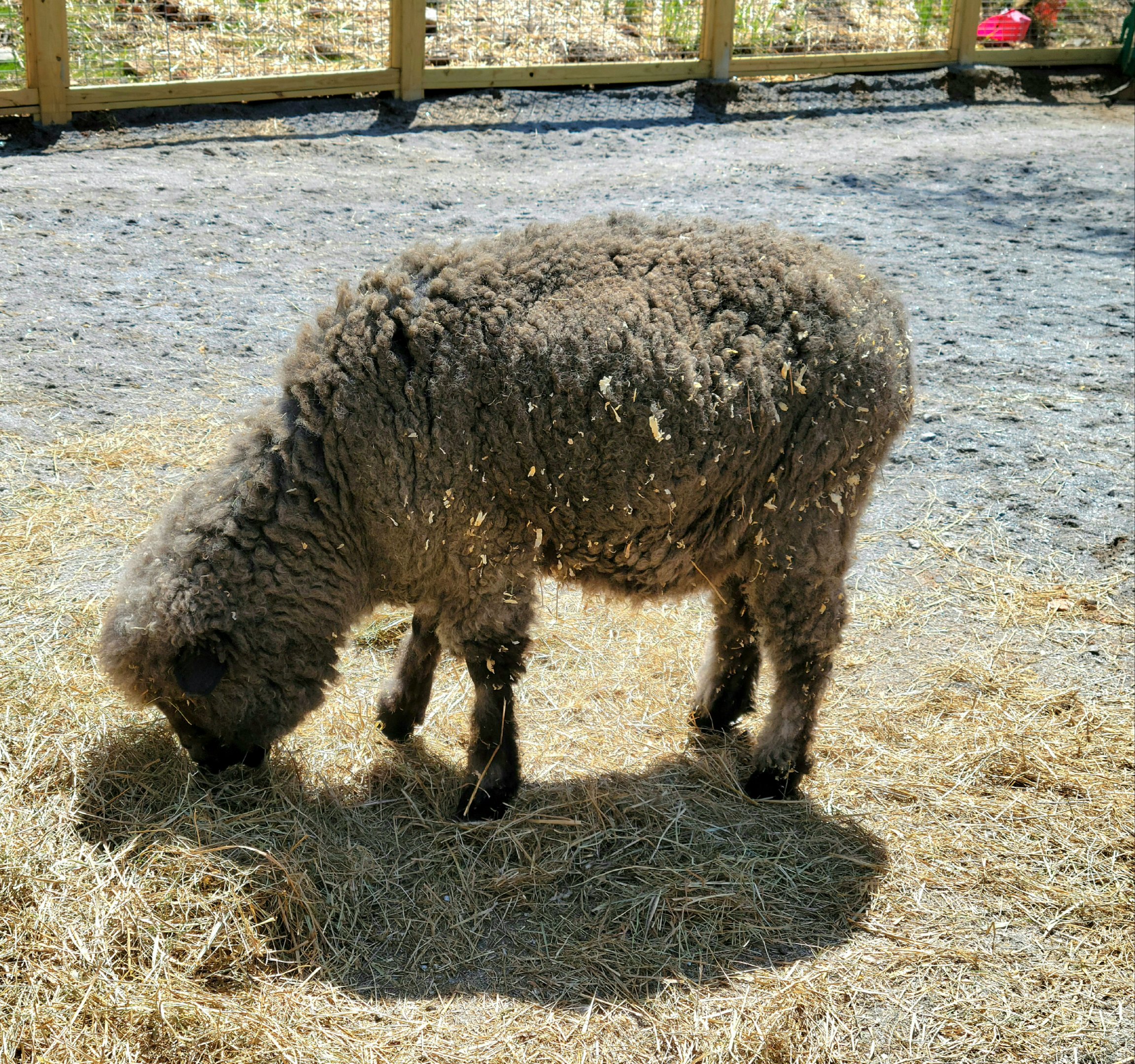 Cotswold Sheep-April 2025