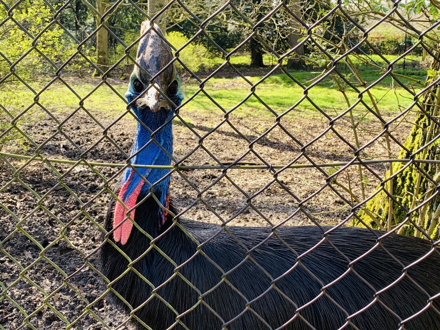 Cotswold Wildlife Park - 22nd March 2020 (pre-lockdown)