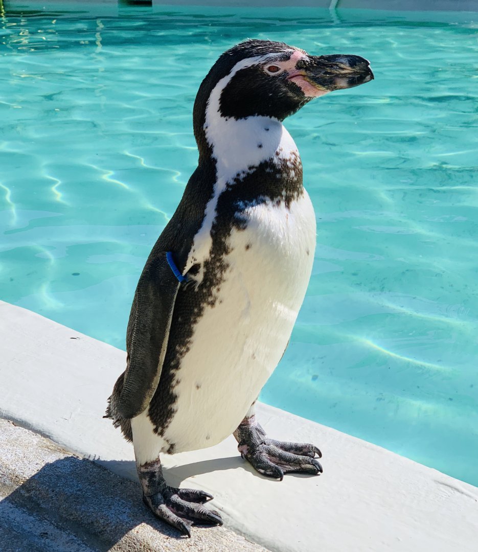 Cotswold Wildlife Park - 22nd March 2020 (pre-lockdown)