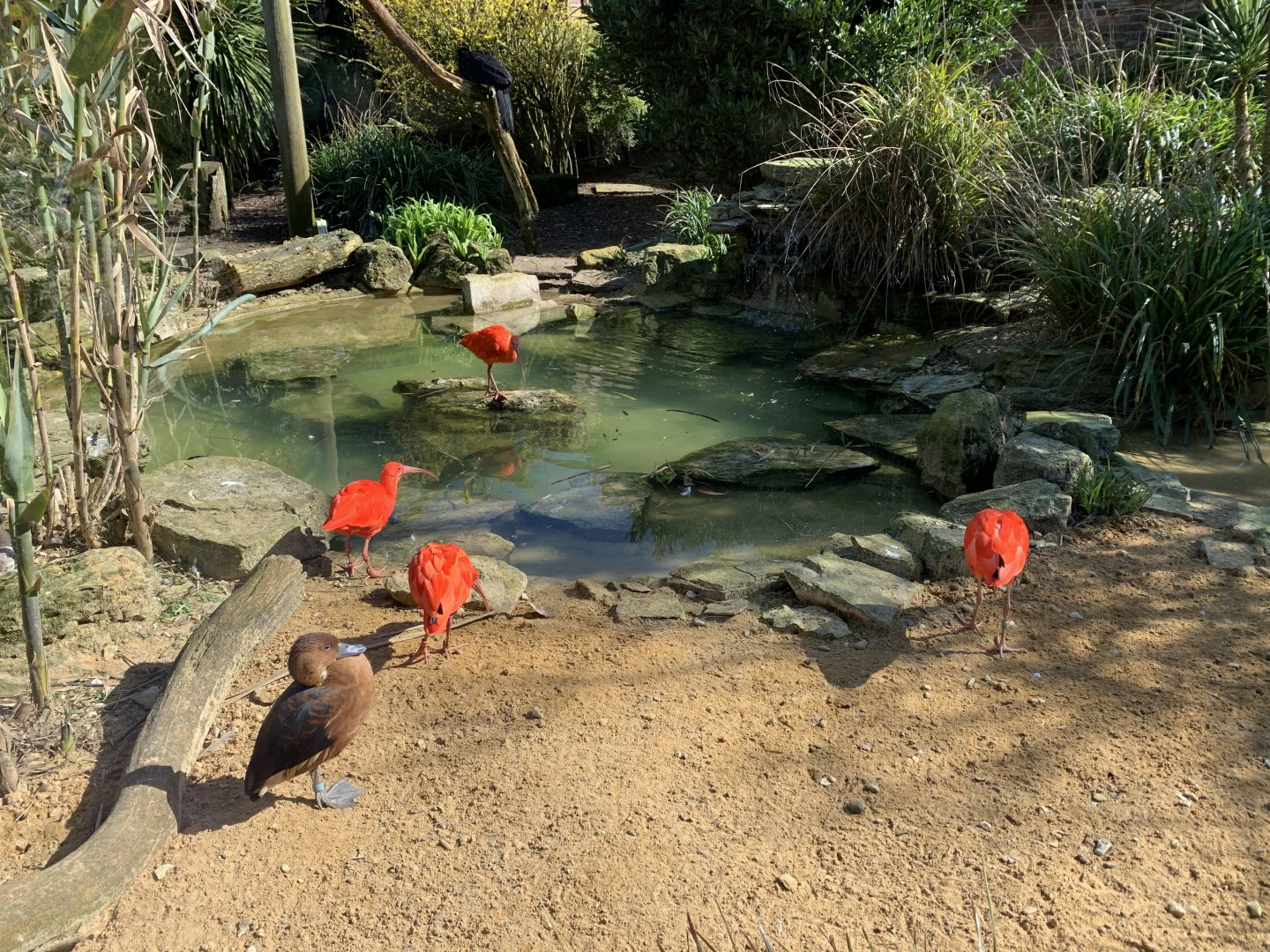 Cotswold Wildlife Park - 22nd March 2020 (pre-lockdown)