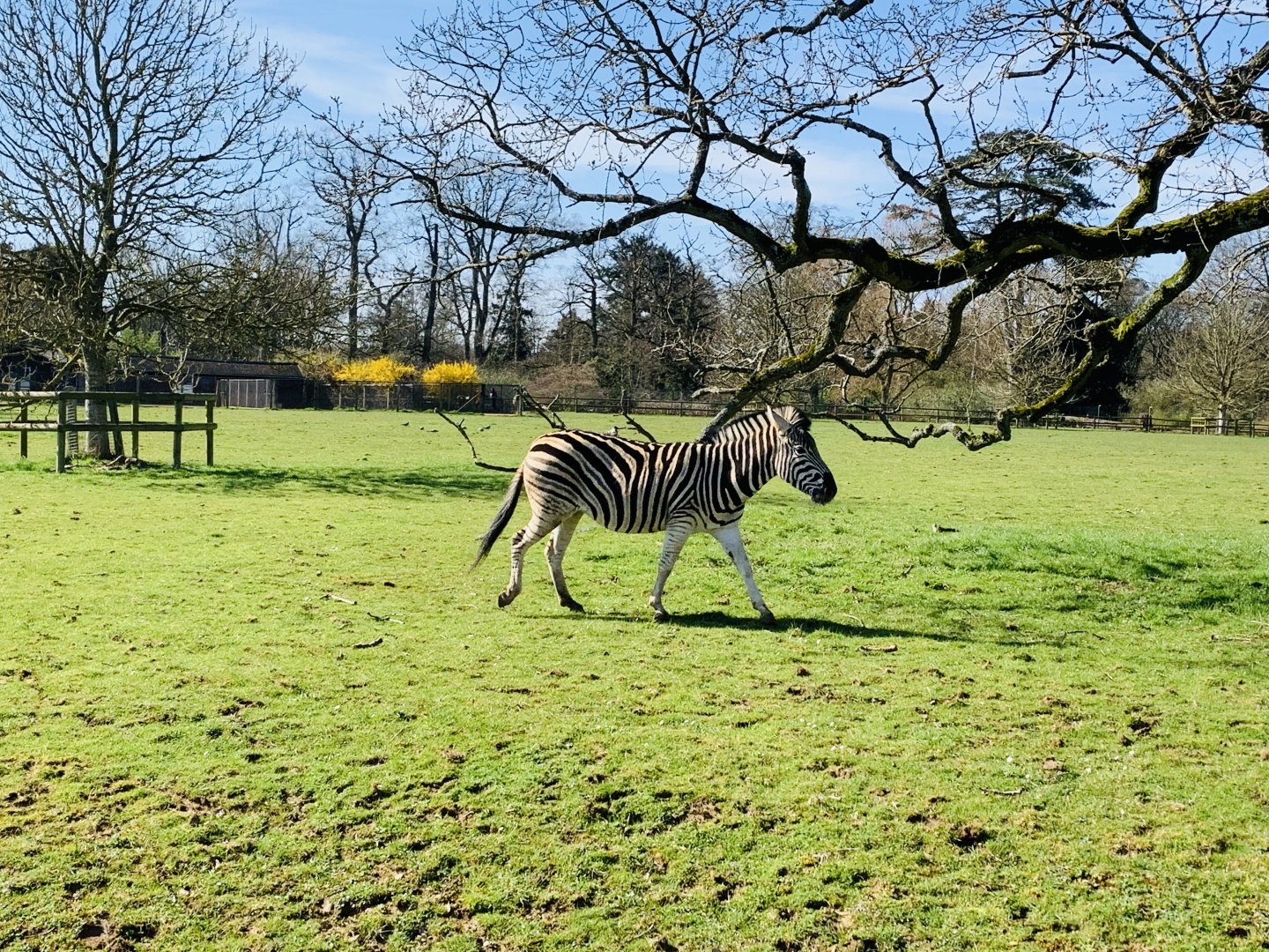 Cotswold Wildlife Park - 22nd March 2020 (pre-lockdown)