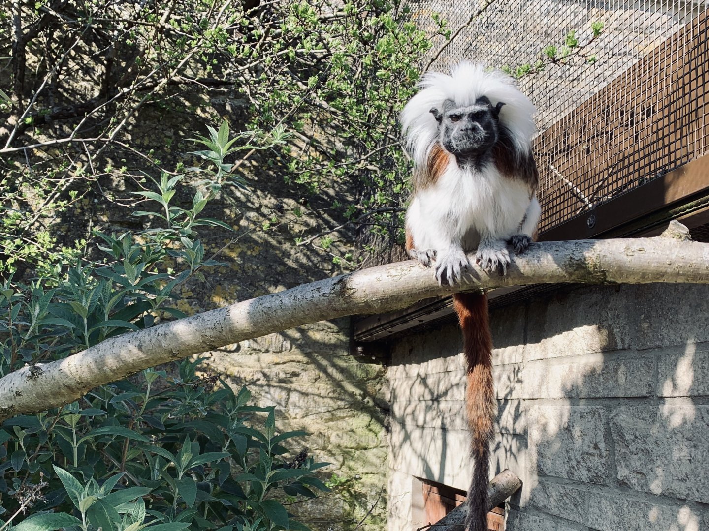 Cotswold Wildlife Park - 22nd March 2020 (pre-lockdown)