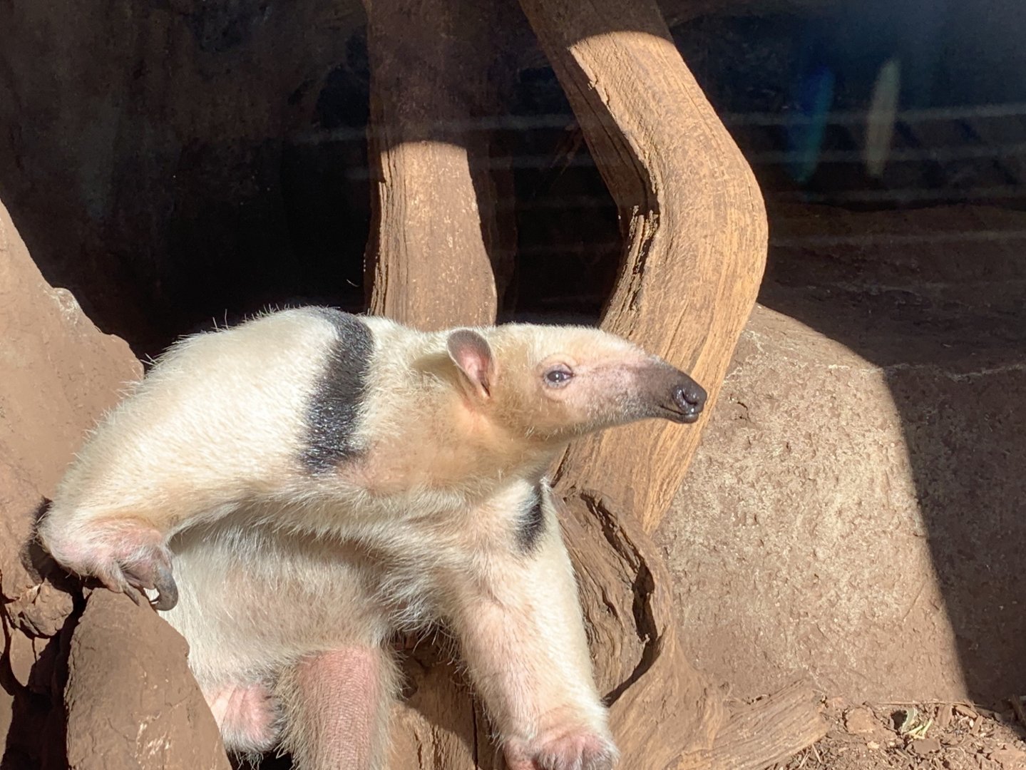 Cotswold Wildlife Park - 22nd March 2020 (pre-lockdown)