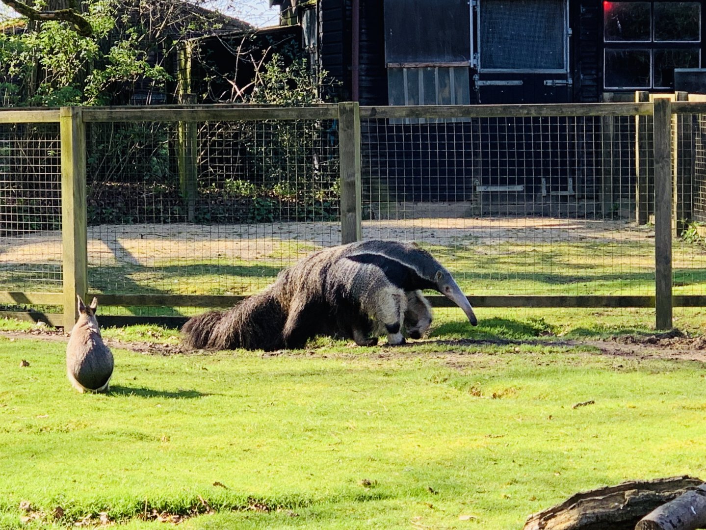 Cotswold Wildlife Park - 22nd March 2020 (pre-lockdown)