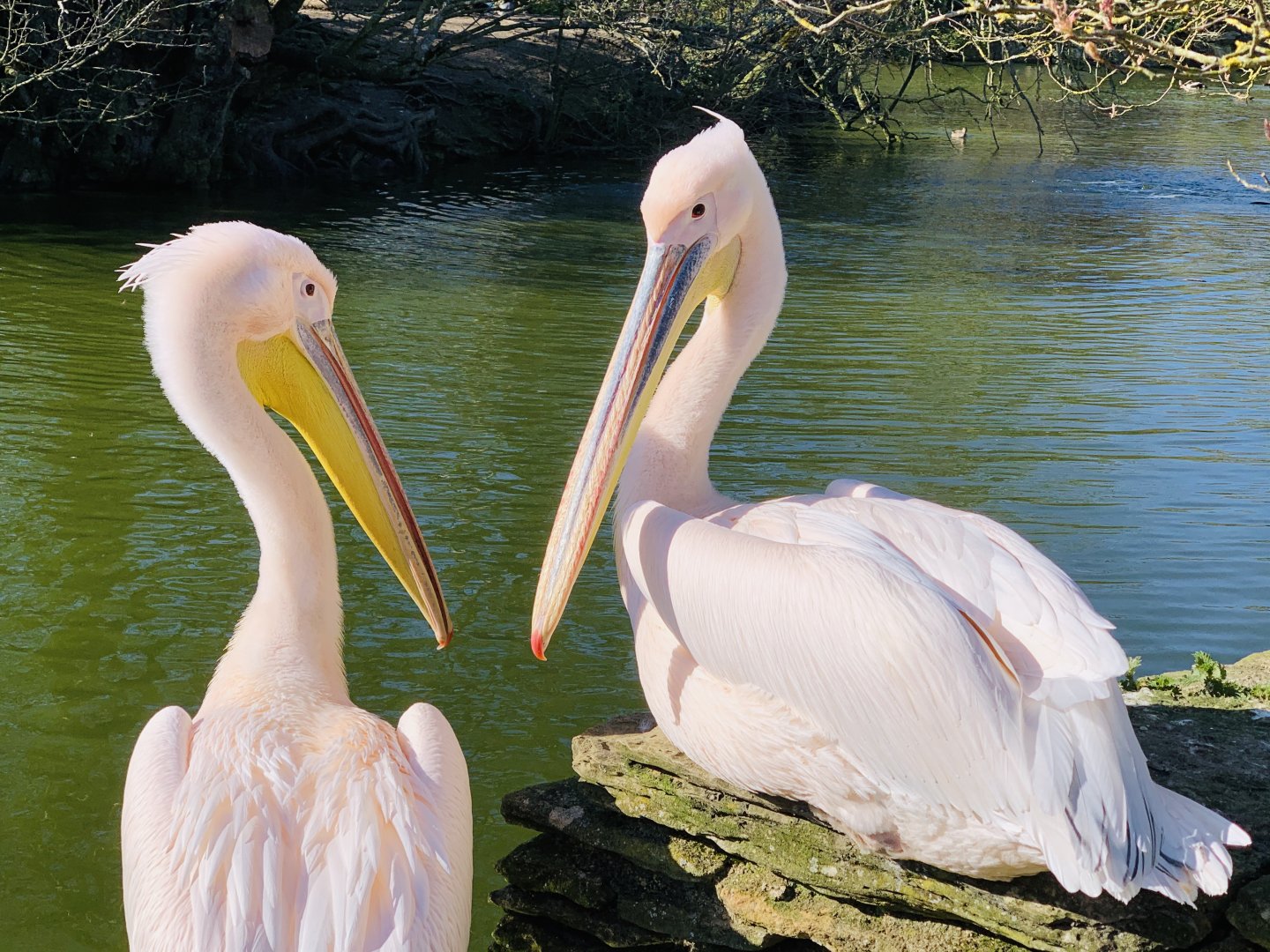 Cotswold Wildlife Park - 22nd March 2020 (pre-lockdown)