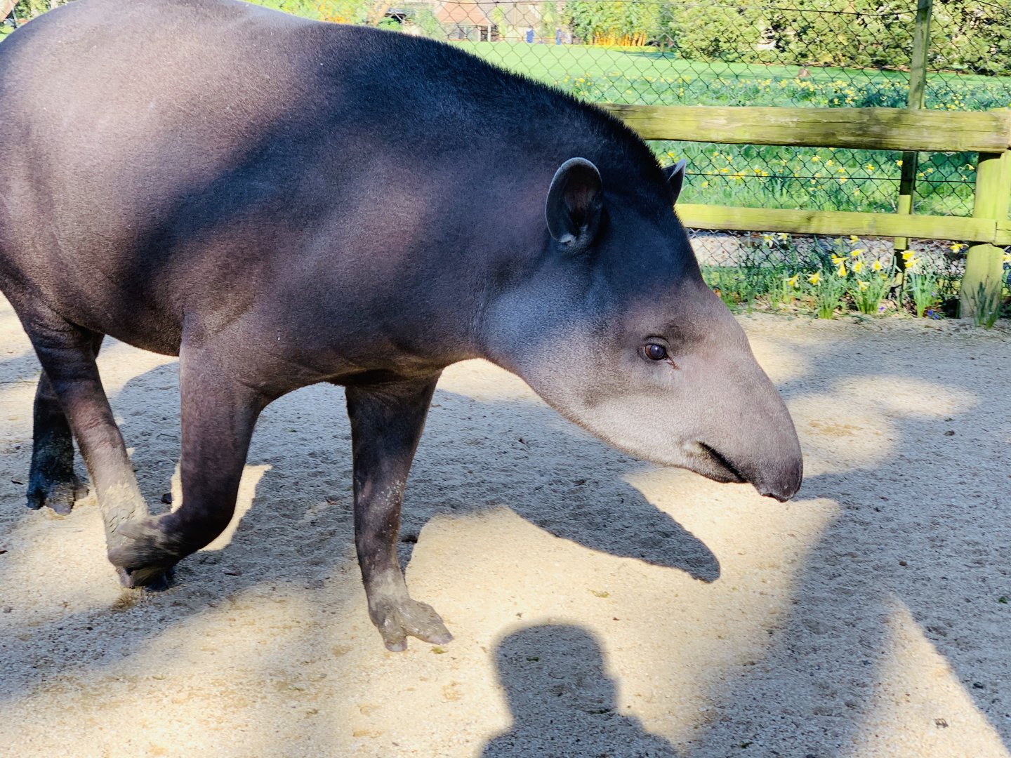 Cotswold Wildlife Park - 22nd March 2020 (pre-lockdown)