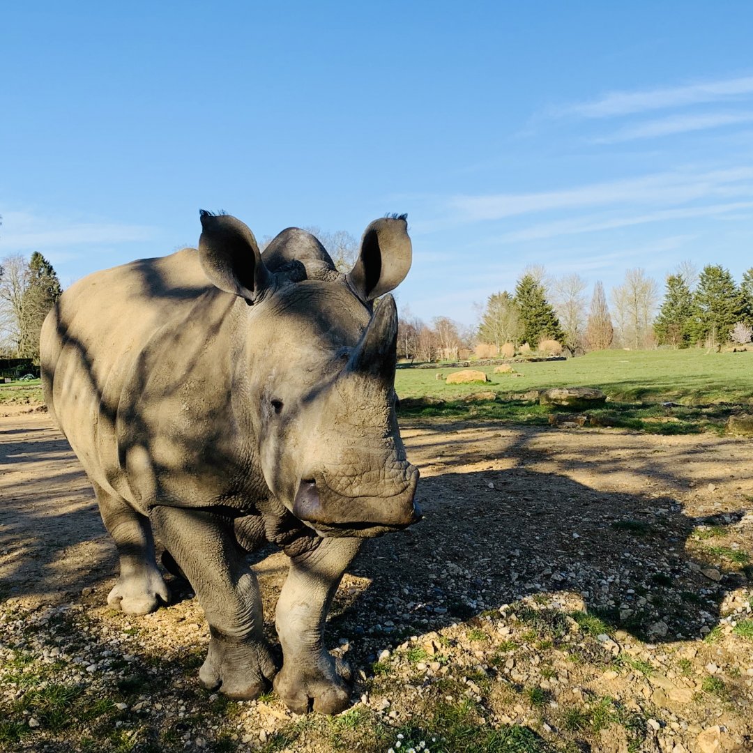 Cotswold Wildlife Park - 22nd March 2020 (pre-lockdown)