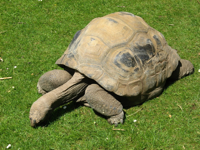 Cotswold Wildlife Park and Garden 03.06.2007