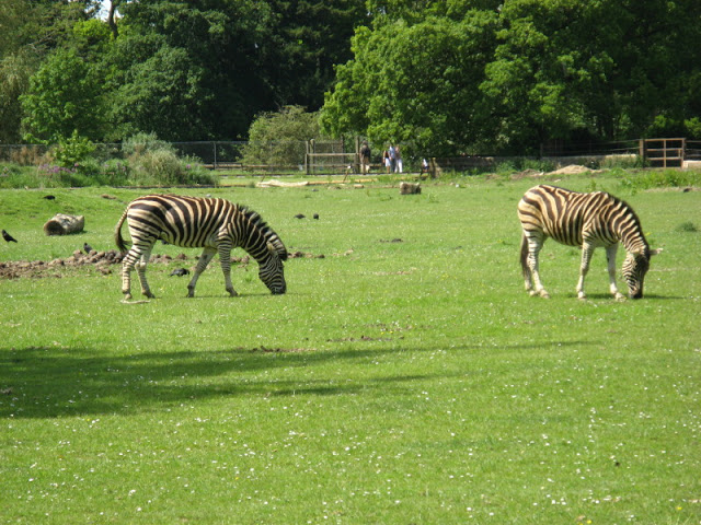 Cotswold Wildlife Park and Garden 03.06.2007