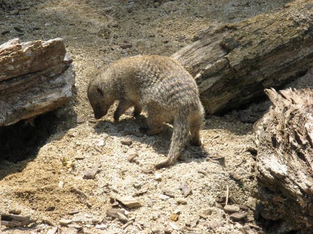 Cotswold Wildlife Park and Garden 03.06.2007