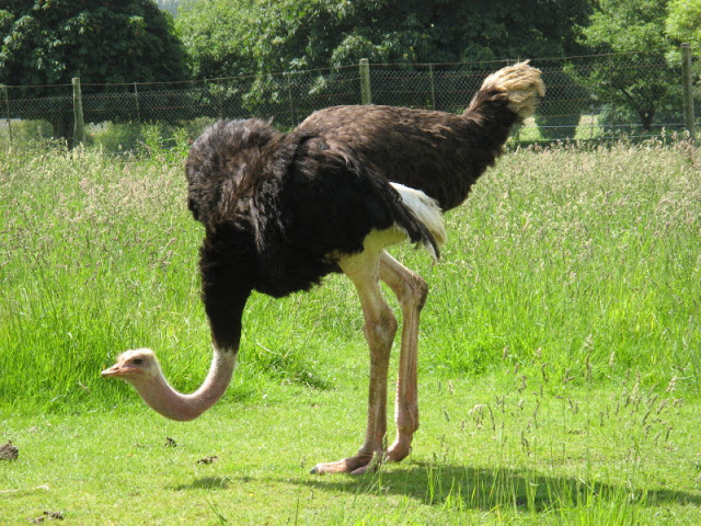 Cotswold Wildlife Park and Garden 03.06.2007