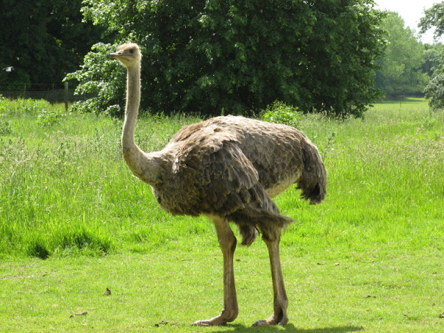 Cotswold Wildlife Park and Garden 03.06.2007