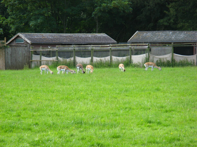 Cotswold Wildlife Park and Garden 03.06.2007