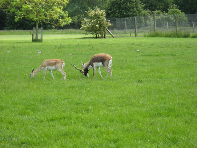 Cotswold Wildlife Park and Garden 03.06.2007