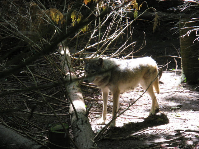 Cotswold Wildlife Park and Garden 03.06.2007