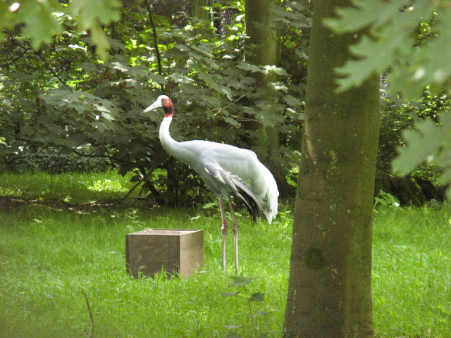 Cotswold Wildlife Park and Garden 03.06.2007