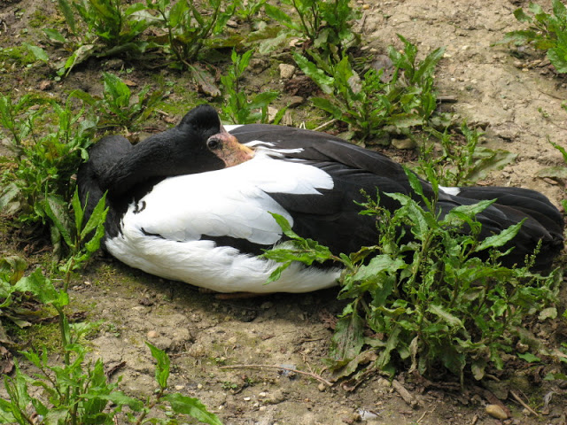 Cotswold Wildlife Park and Garden 03.06.2007