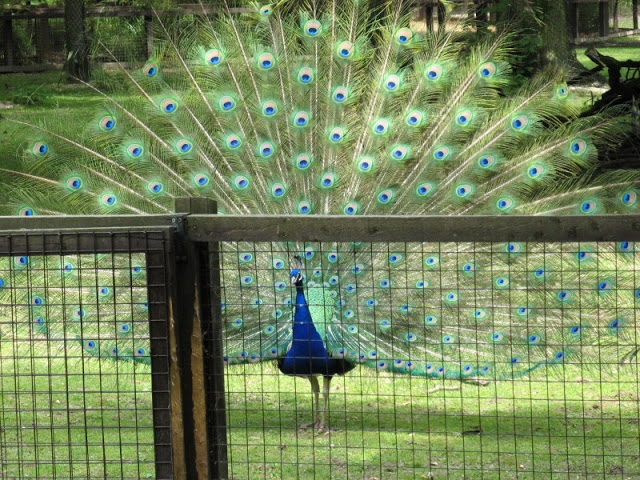 Cotswold Wildlife Park and Garden 03.06.2007