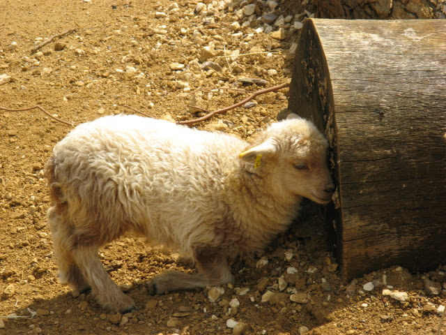 Cotswold Wildlife Park and Garden 03.06.2007