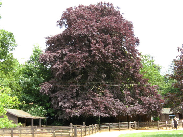 Cotswold Wildlife Park and Garden 03.06.2007