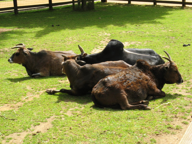 Cotswold Wildlife Park and Garden 03.06.2007