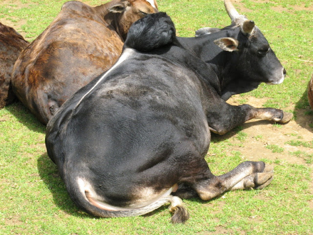 Cotswold Wildlife Park and Garden 03.06.2007