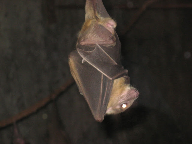 Cotswold Wildlife Park and Garden 03.06.2007