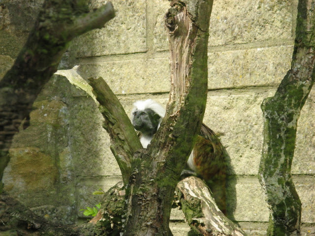 Cotswold Wildlife Park and Garden 03.06.2007