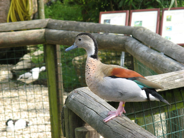 Cotswold Wildlife Park and Garden 03.06.2007
