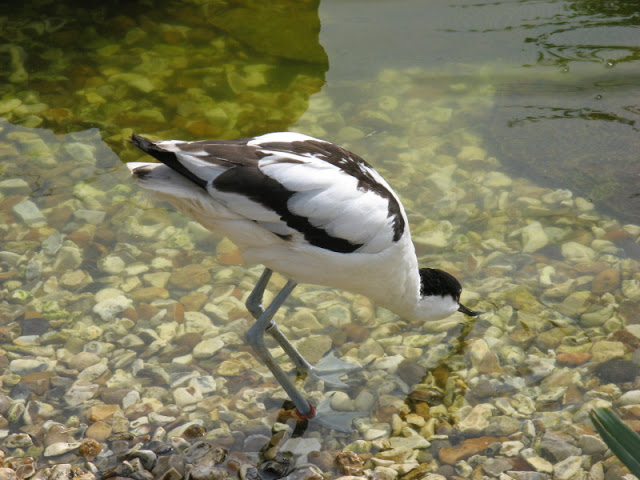 Cotswold Wildlife Park and Garden 03.06.2007