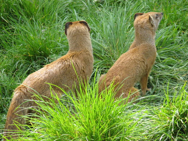 Cotswold Wildlife Park and Garden 03.06.2007
