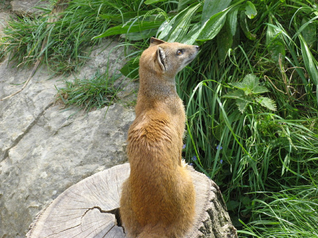 Cotswold Wildlife Park and Garden 03.06.2007
