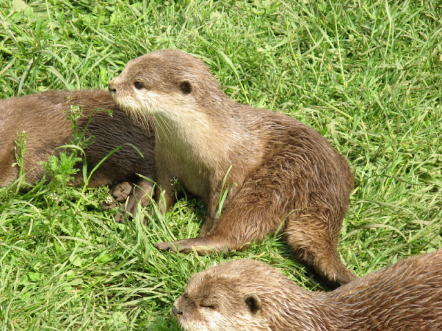 Cotswold Wildlife Park and Garden 03.06.2007