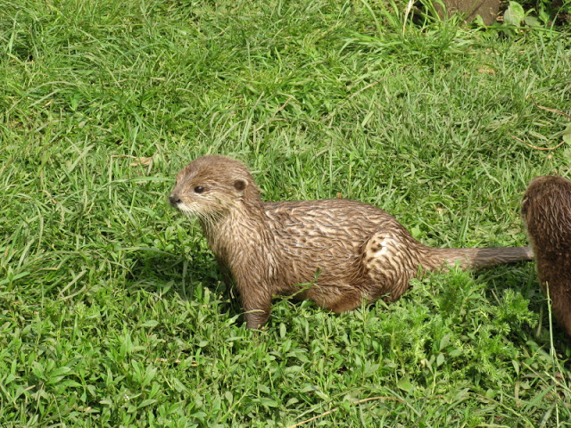 Cotswold Wildlife Park and Garden 03.06.2007