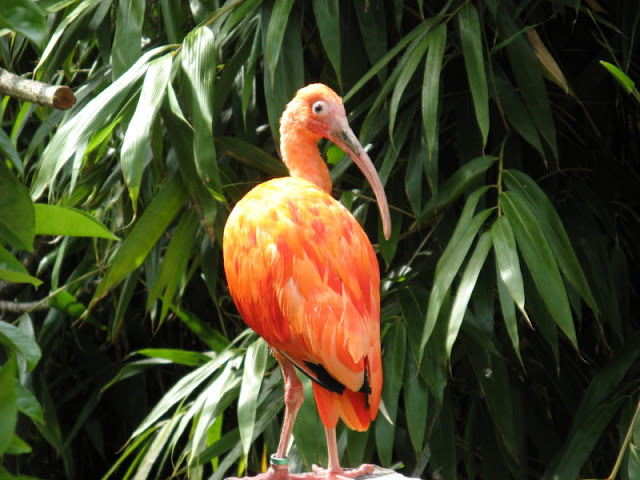 Cotswold Wildlife Park and Garden 03.06.2007