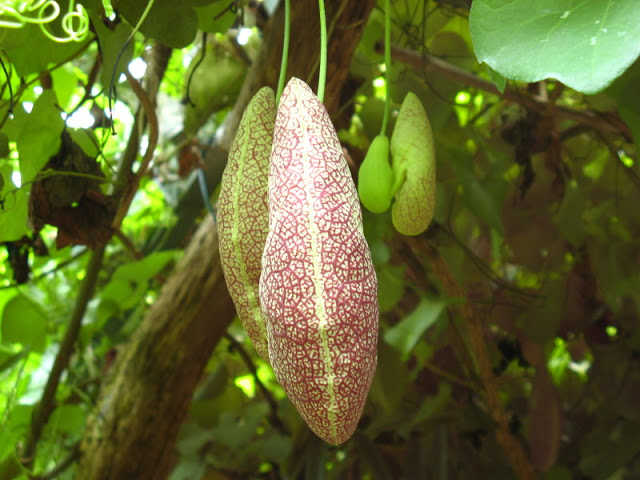 Cotswold Wildlife Park and Garden 03.06.2007
