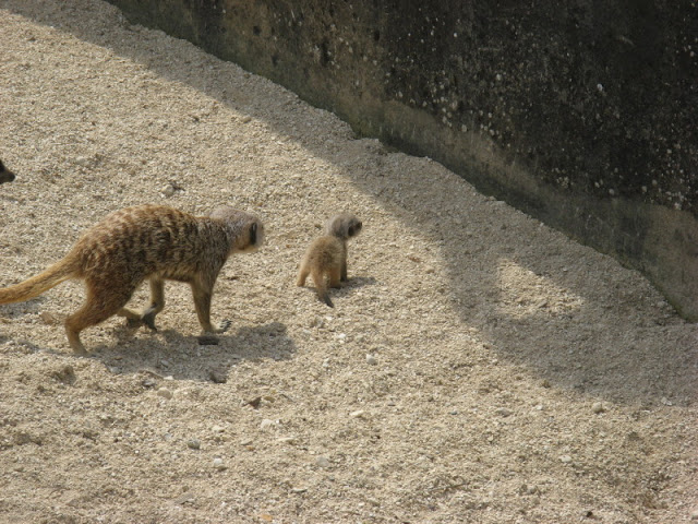 Cotswold Wildlife Park and Garden 03.06.2007
