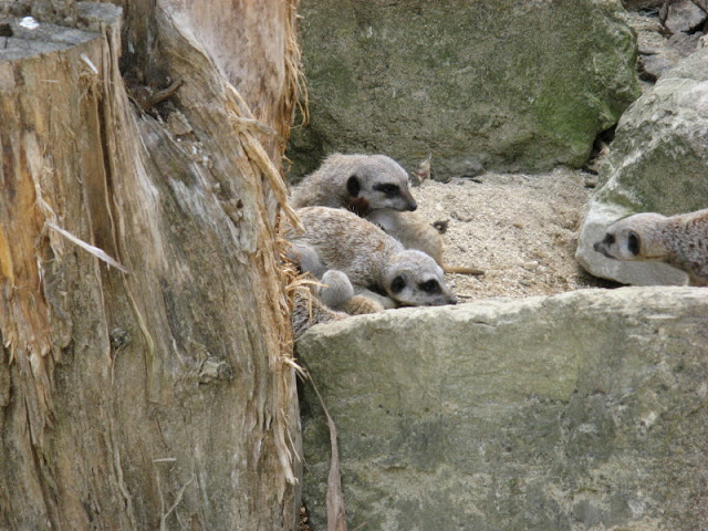 Cotswold Wildlife Park and Garden 03.06.2007