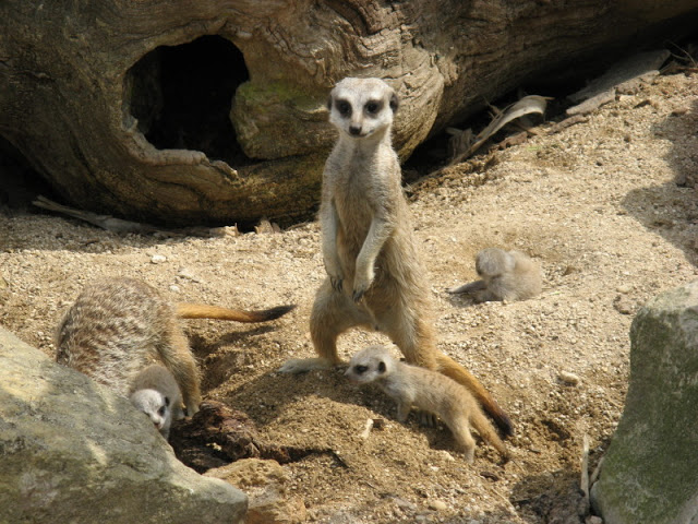 Cotswold Wildlife Park and Garden 03.06.2007