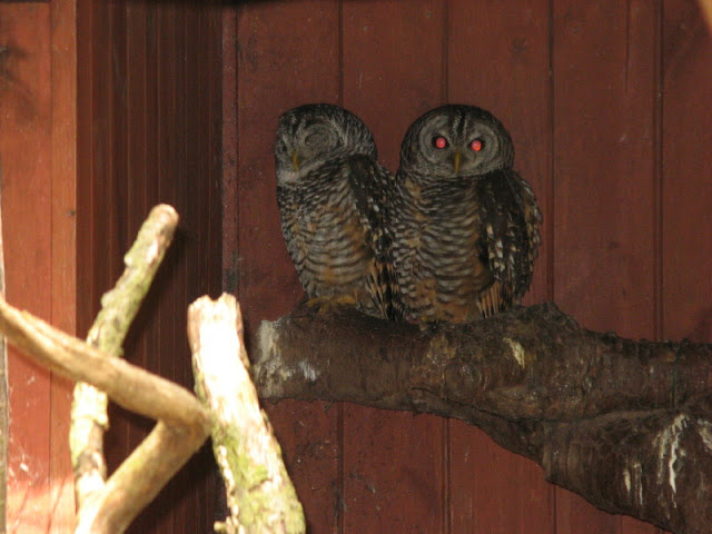 Cotswold Wildlife Park and Garden 03.06.2007