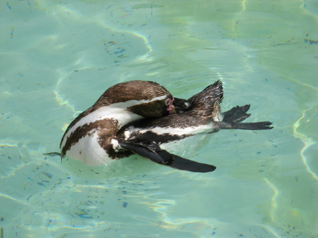 Cotswold Wildlife Park and Garden 03.06.2007