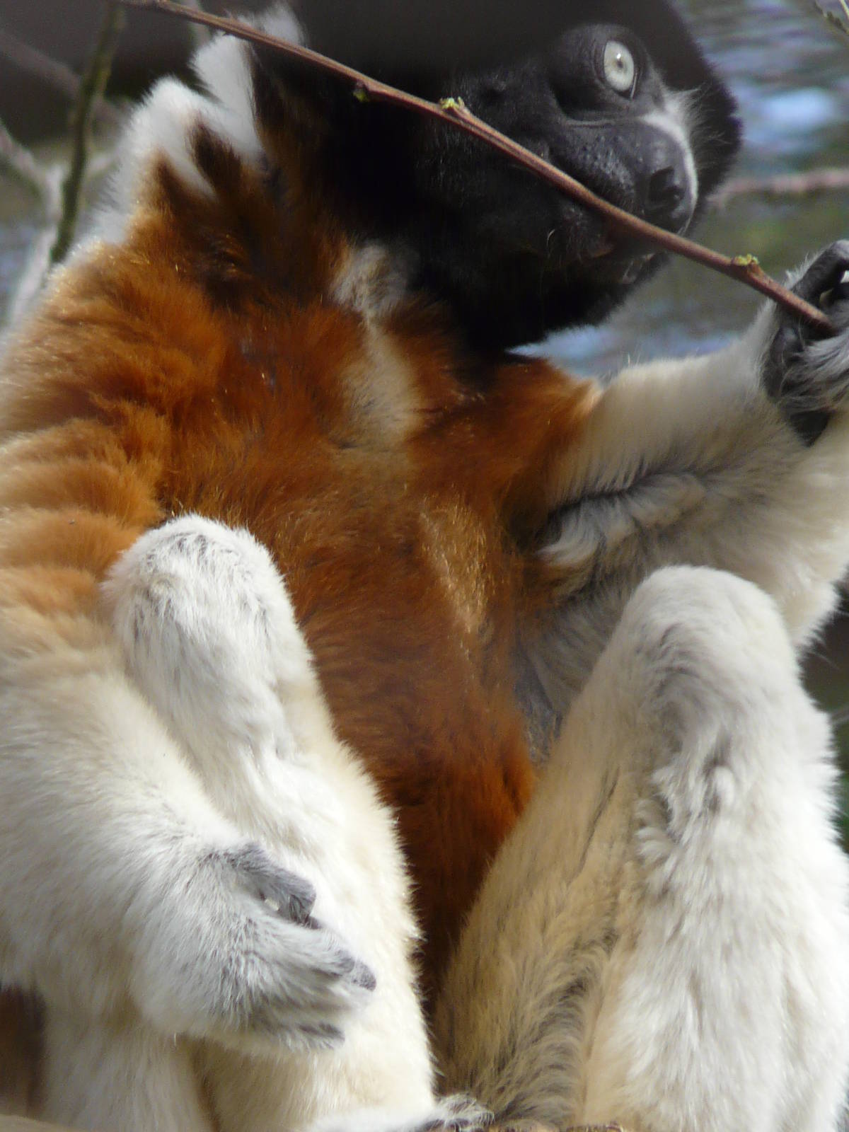 Cotswold Wildlife Park