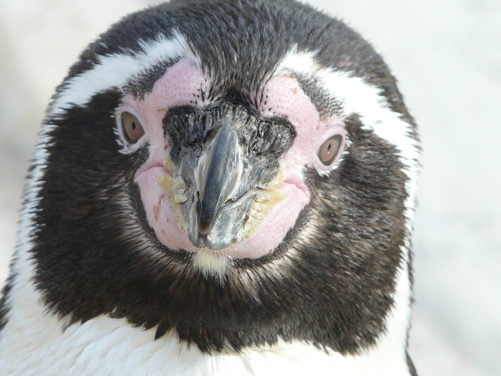 Cotswold Wildlife Park