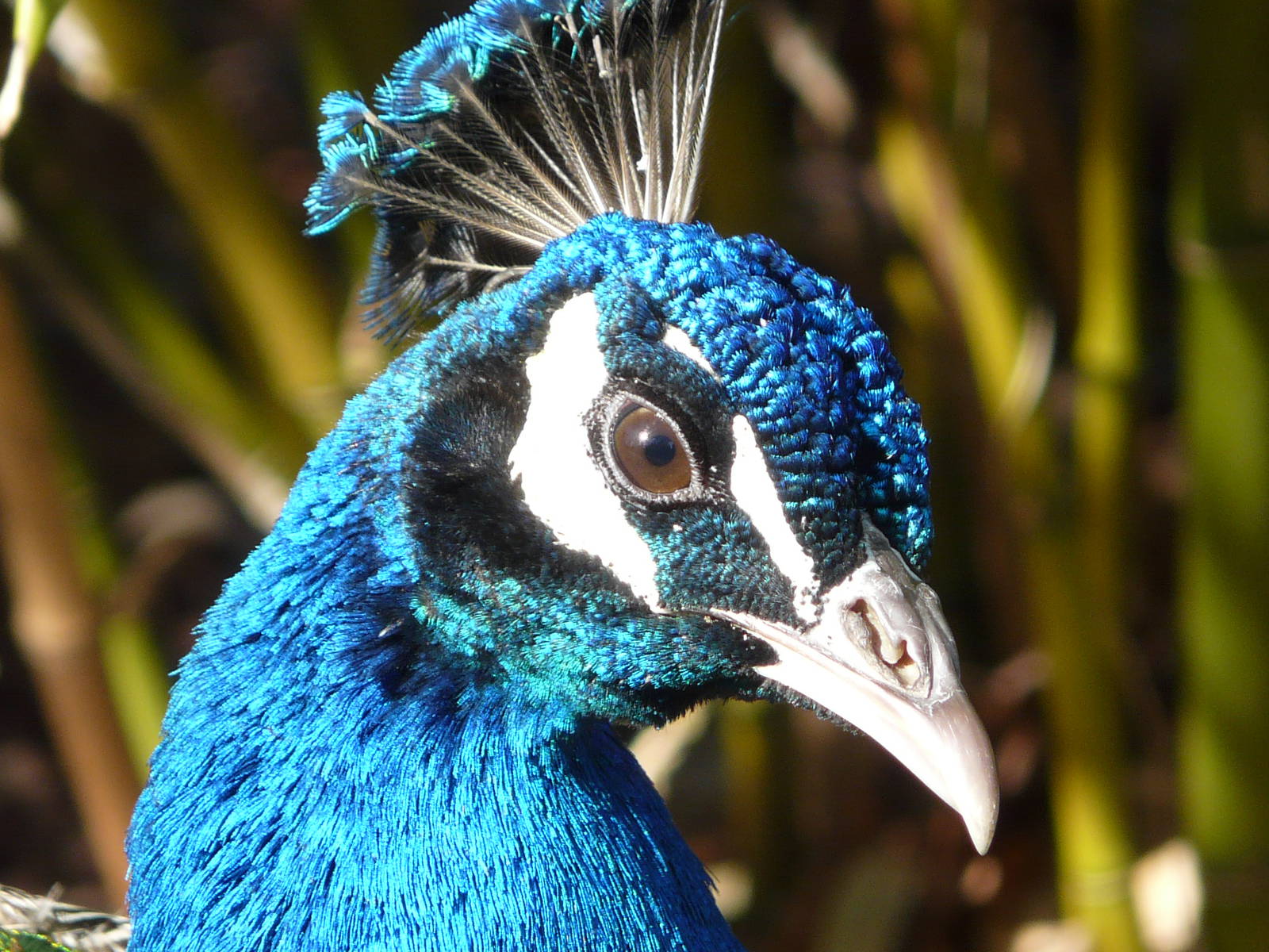 Cotswold Wildlife Park