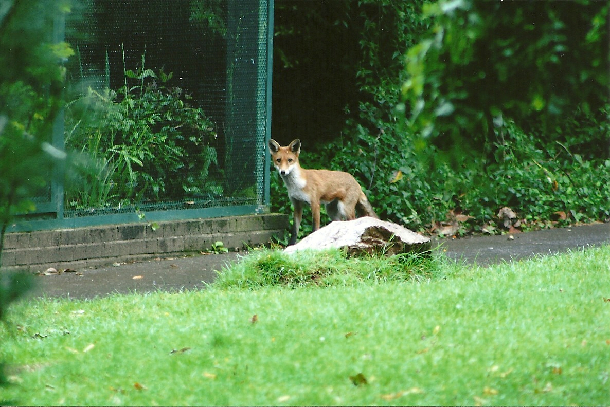 Cottage Aviary 5.55 p.m. 4th September 2011