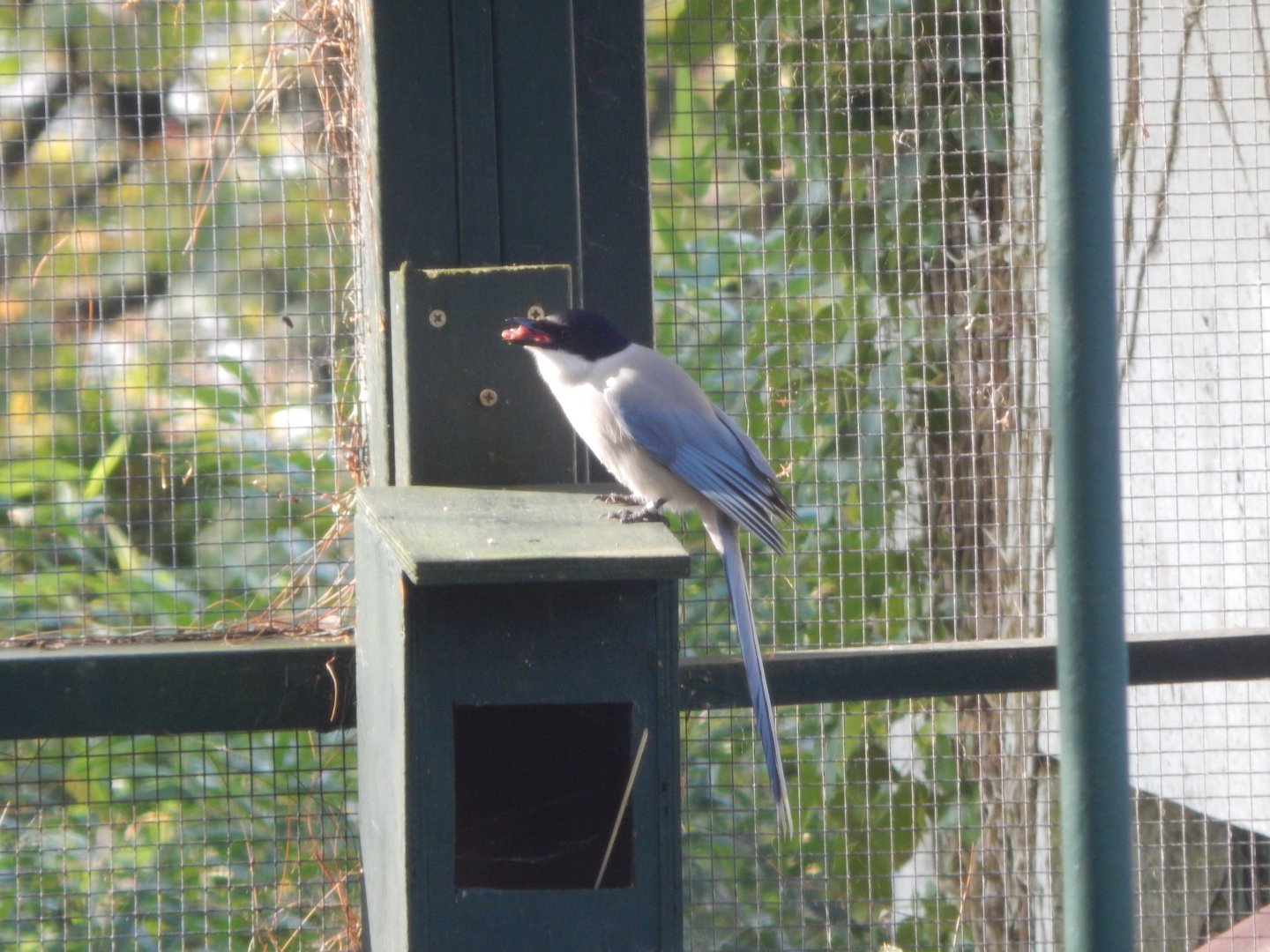 Cottage Aviary - Azure-winged magpie 181020