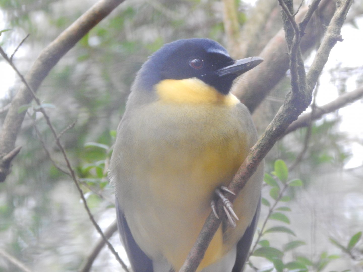 Cottage Aviary - Blue-crowned laughingthrush 080224