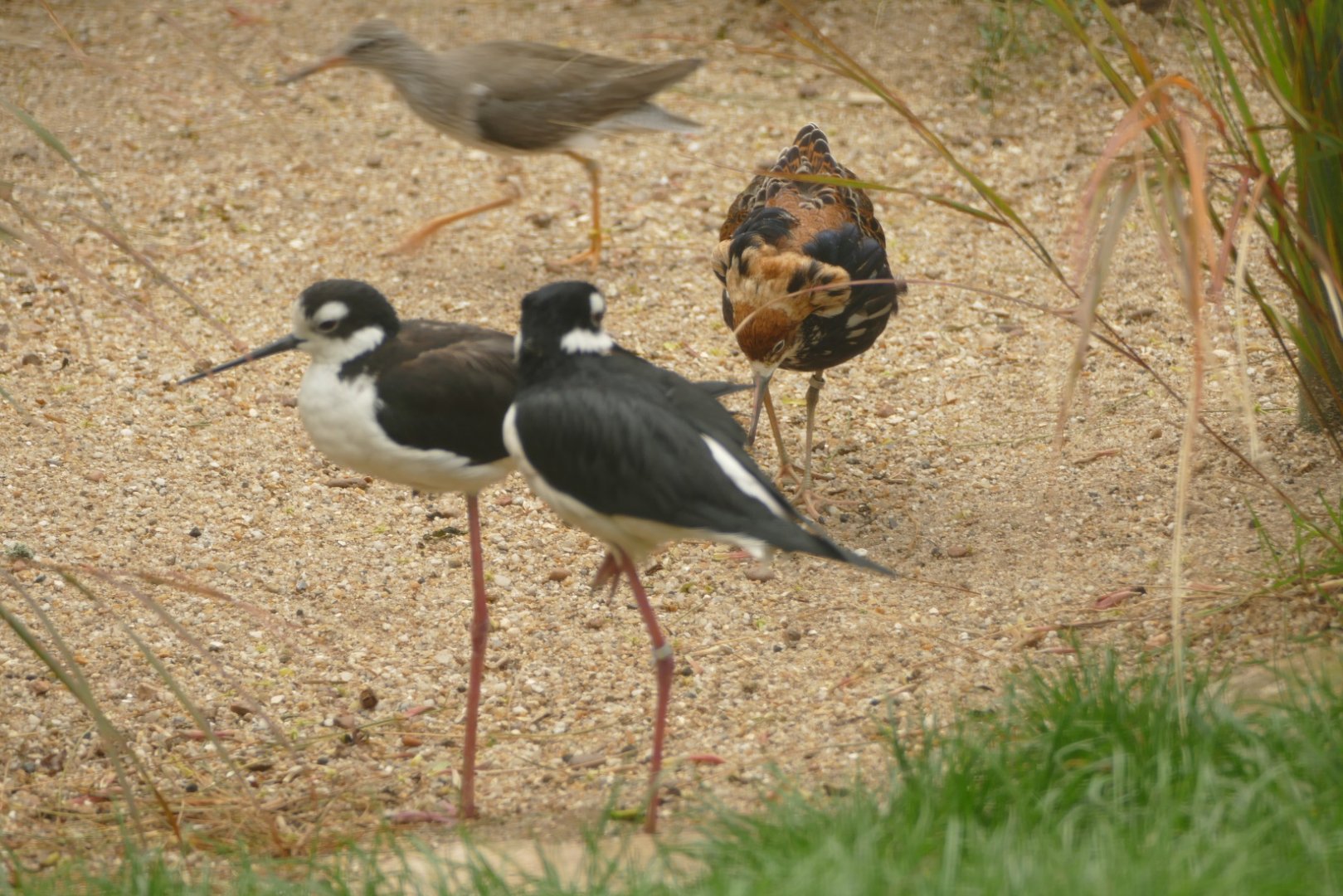 Cottage Aviary, May 2021