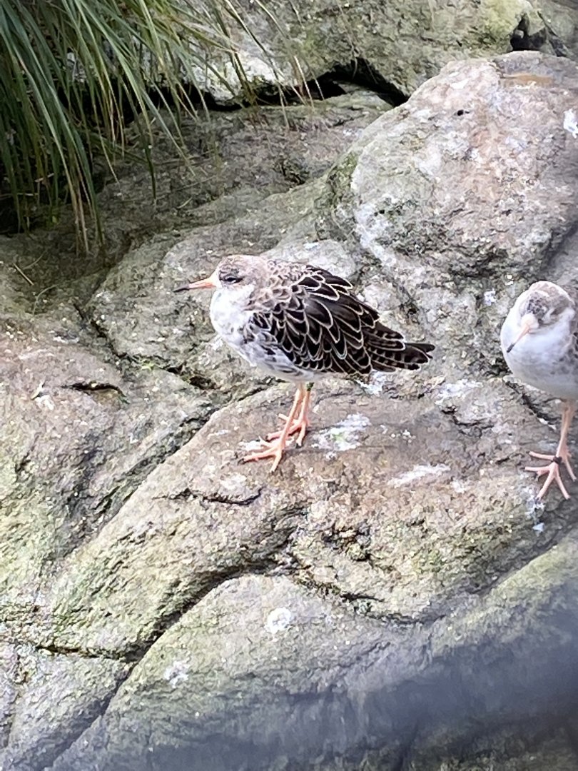 Cottage Aviary - Ruff 240222
